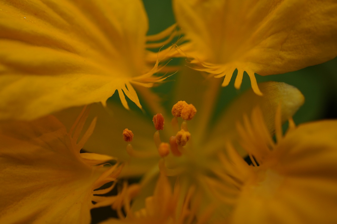 flower yellow macro free photo