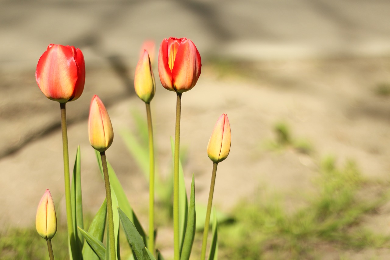 flower philippines color free photo