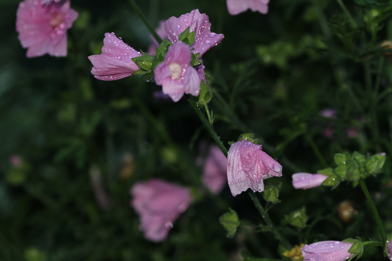 flower nature plant free photo