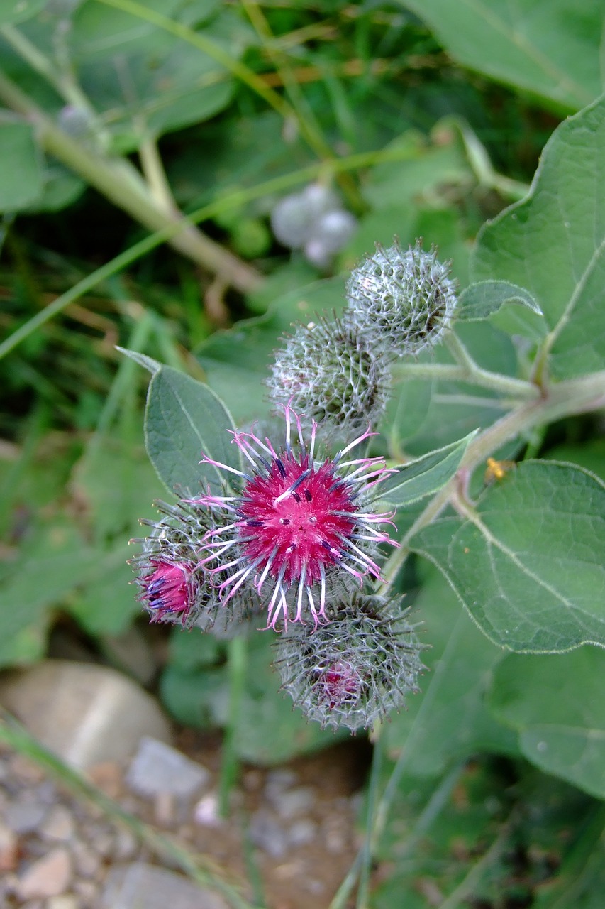 flower thistle weed free photo