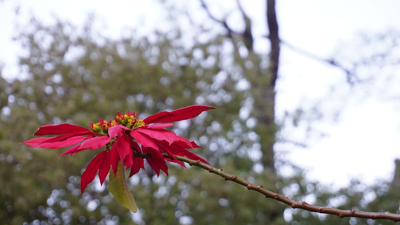 flower nature plant free photo