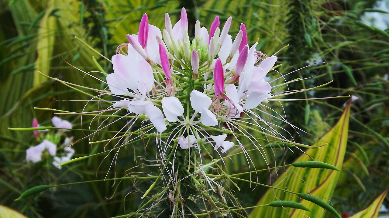 flower pink kleome free photo