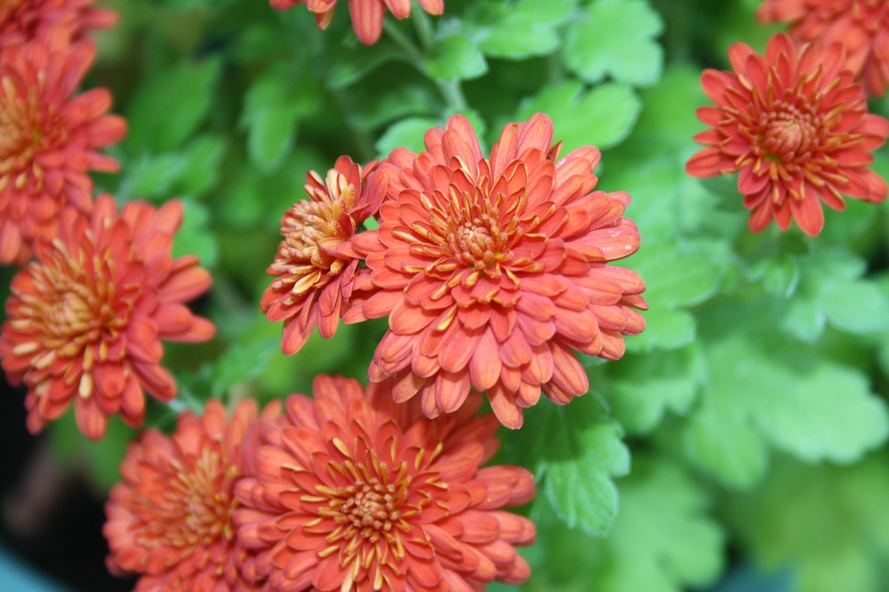 flower red chrysanthemum free photo