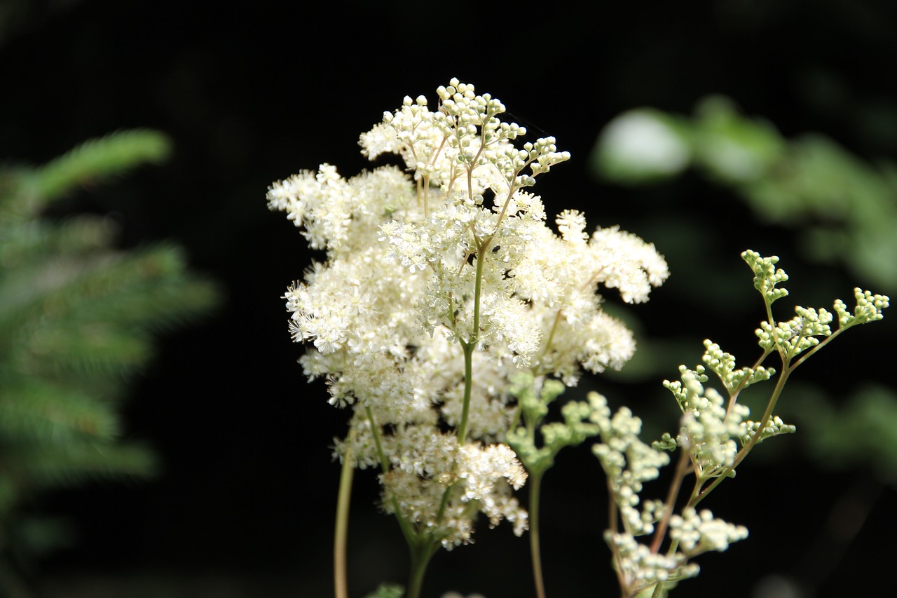 flower white summer flower free photo