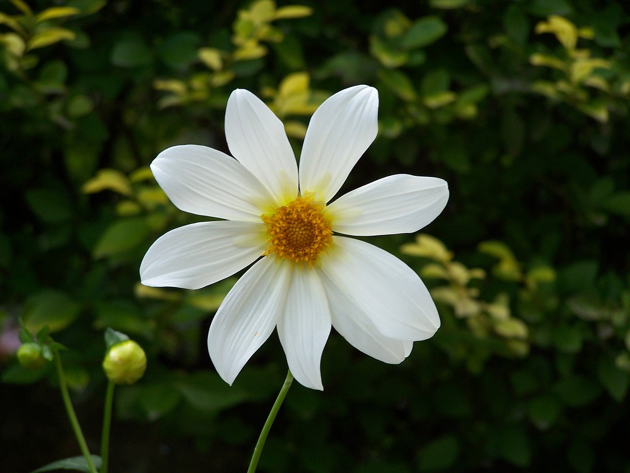 flower nature cordoba free photo