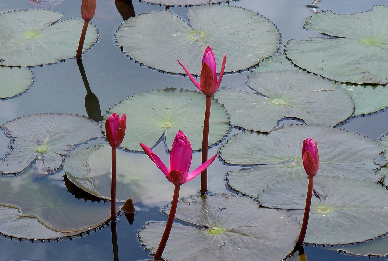 flower lily pink free photo