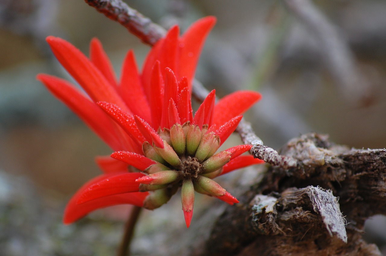 flower coral tree floral free photo