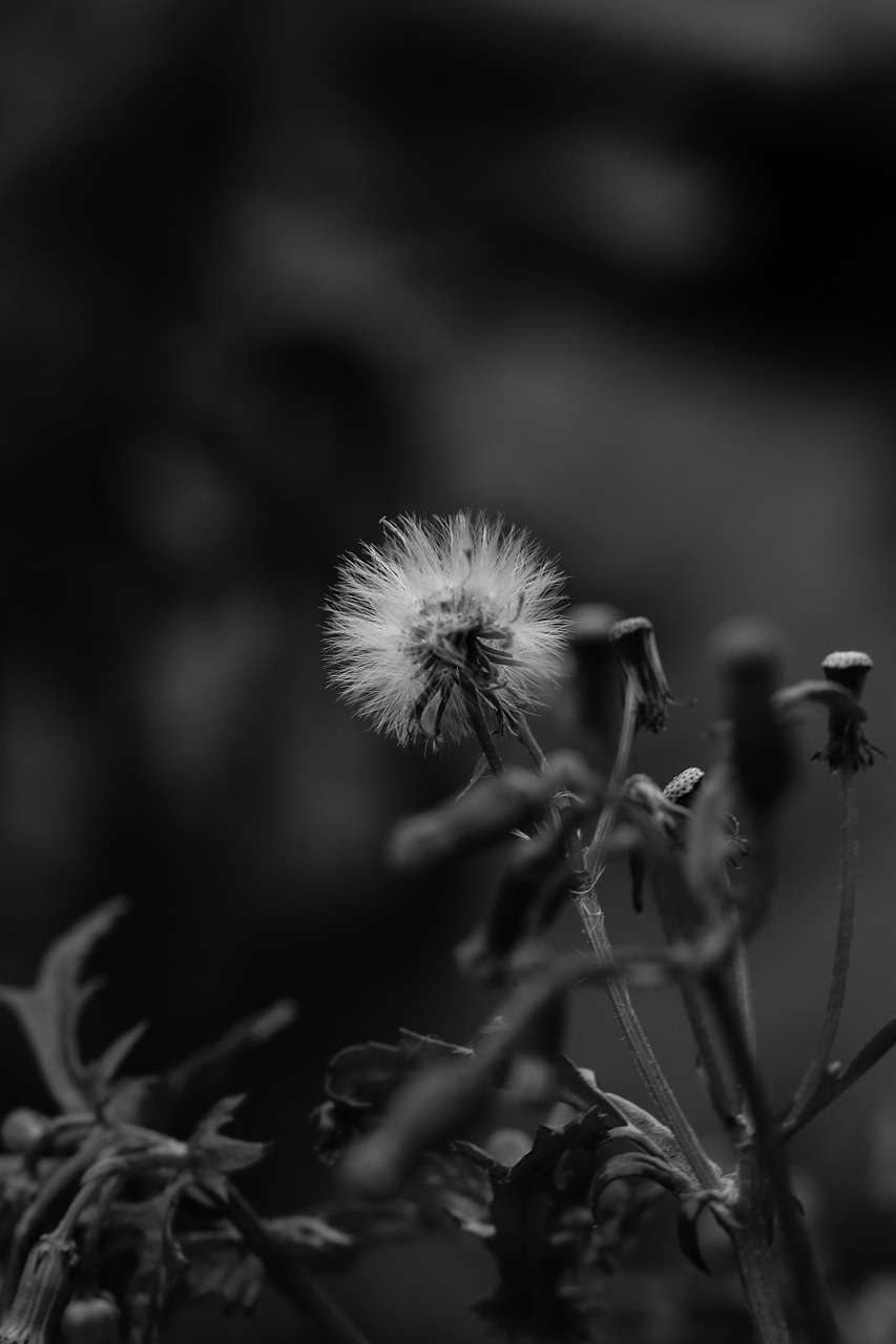 flower wild flower autumn free photo