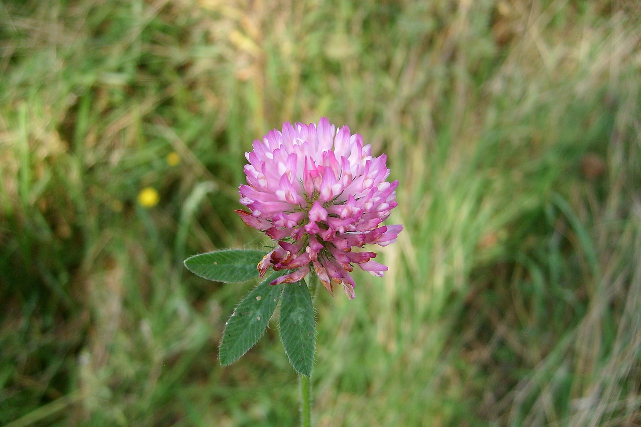 flower closeup single free photo