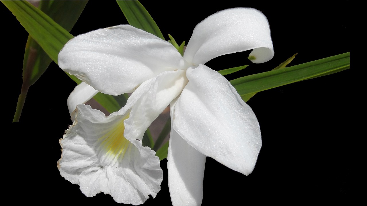 flower white orchid flowers free photo