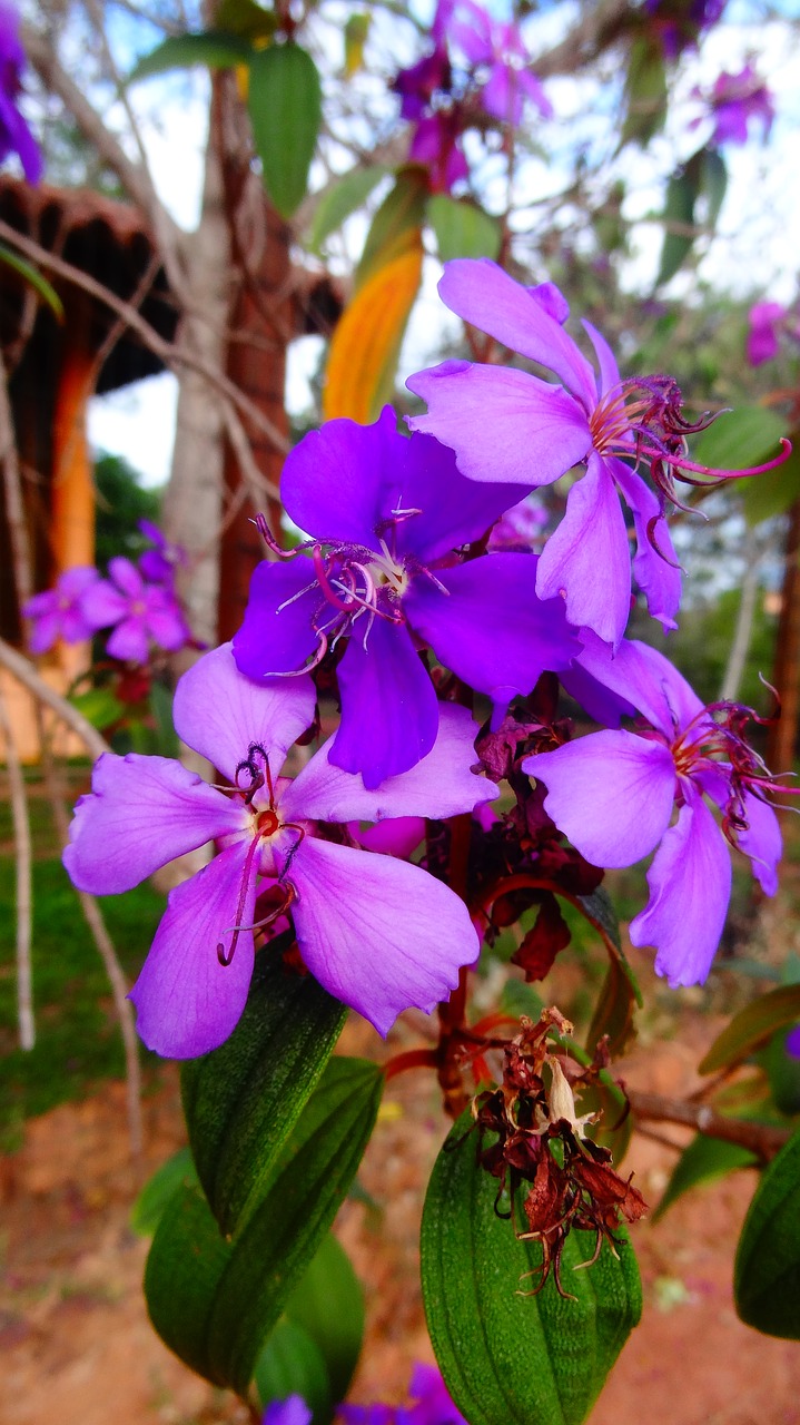 flower nature purple free photo