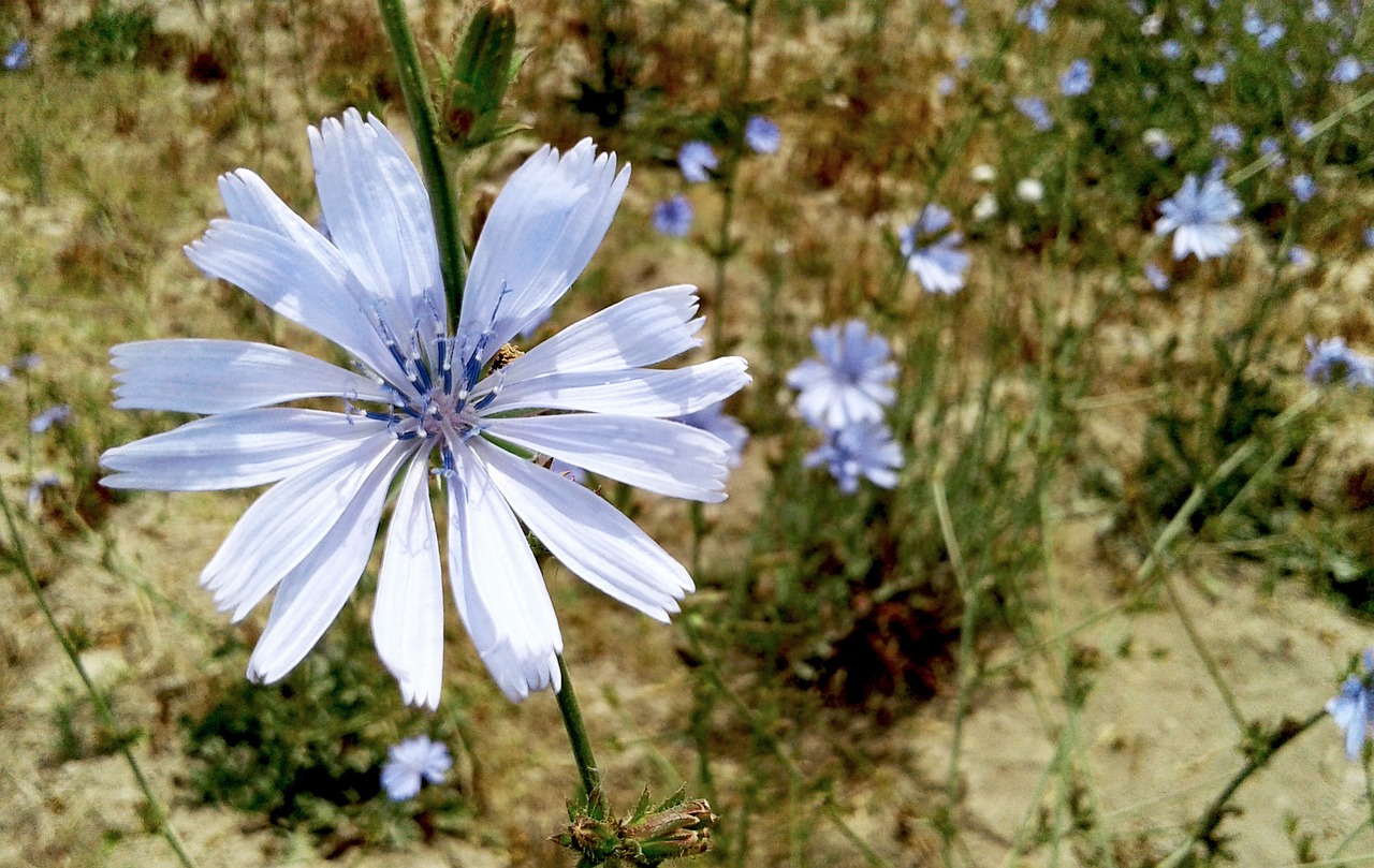 flower wild nature free photo