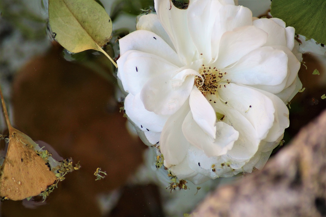 flower water surface drive free photo