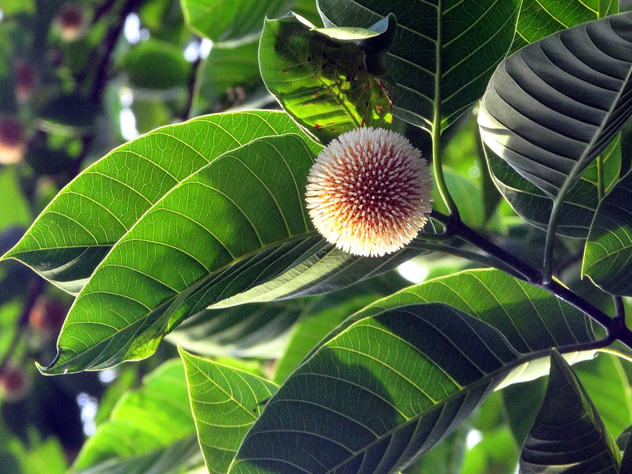 flower tree nature free photo