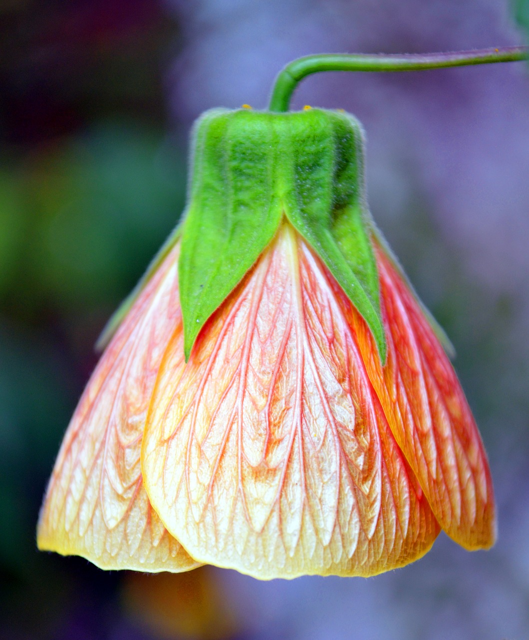 flower bell garden free photo