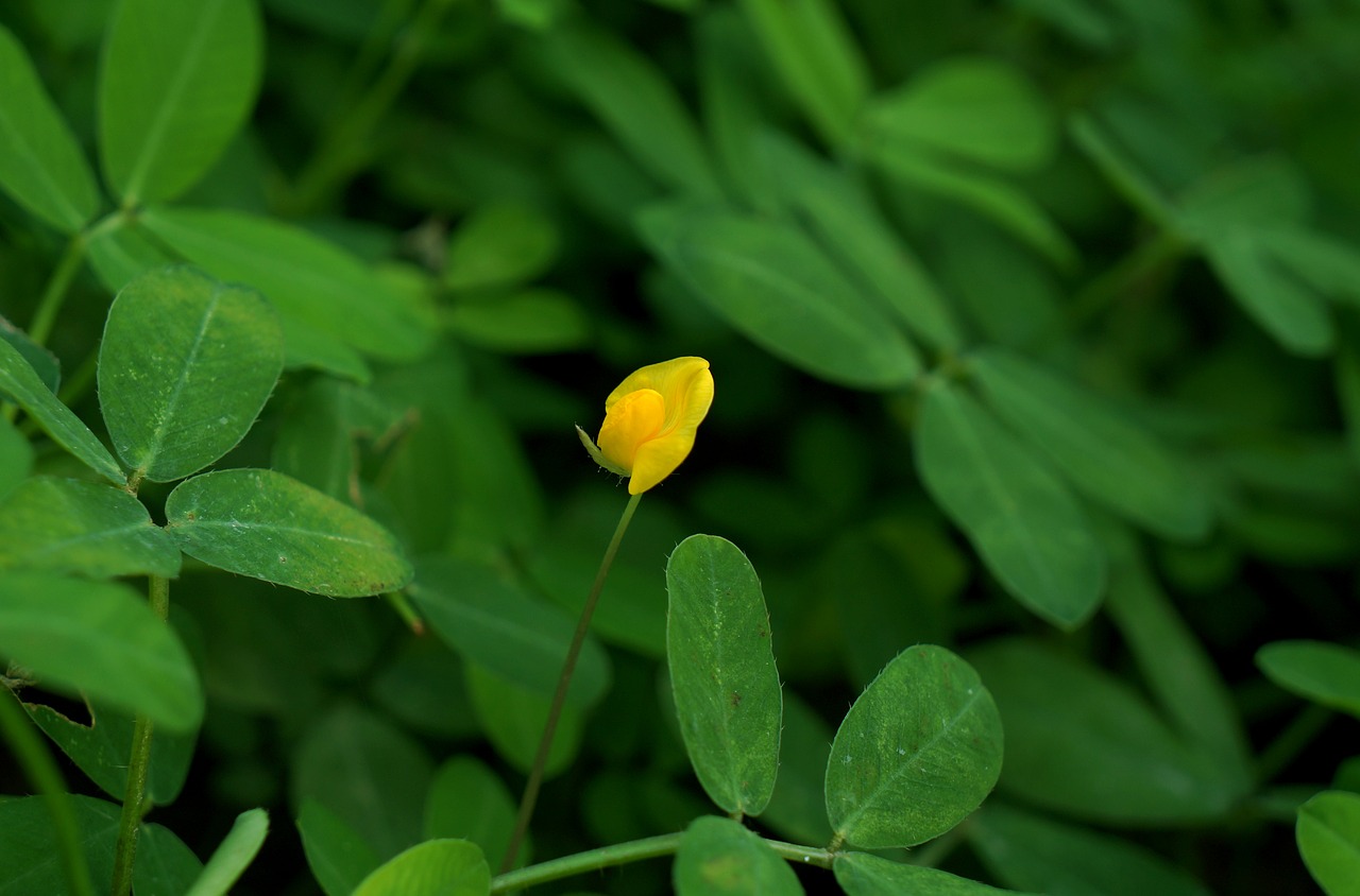 flower solitary yellow free photo