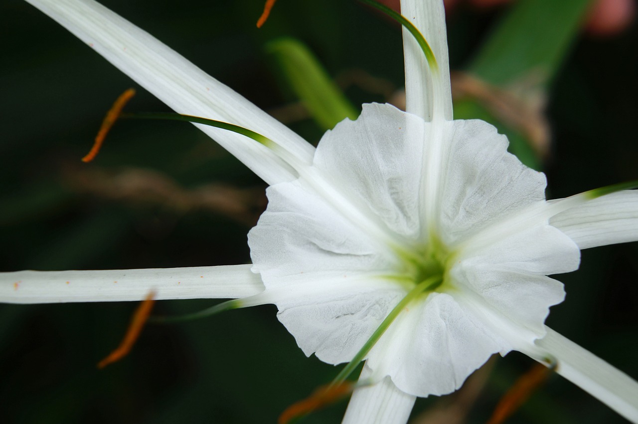 flower white flowers wing free photo