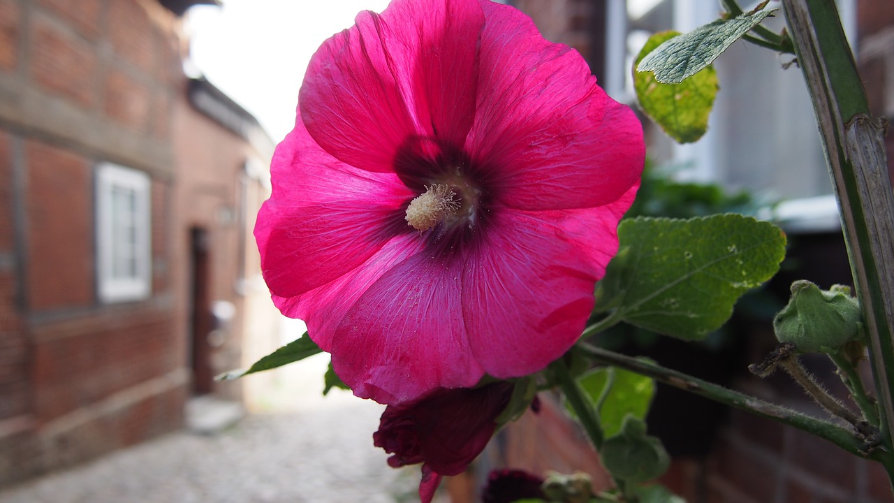 flower alley plant free photo