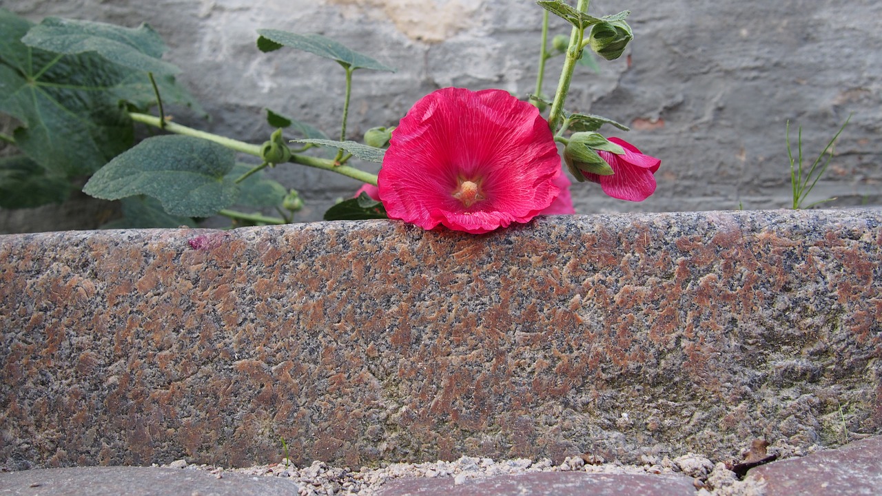 flower road sidewalk free photo