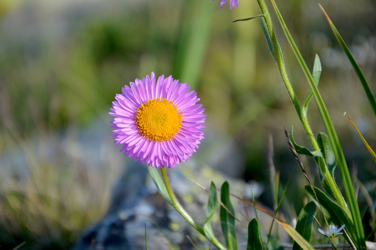 flower nature macro free photo