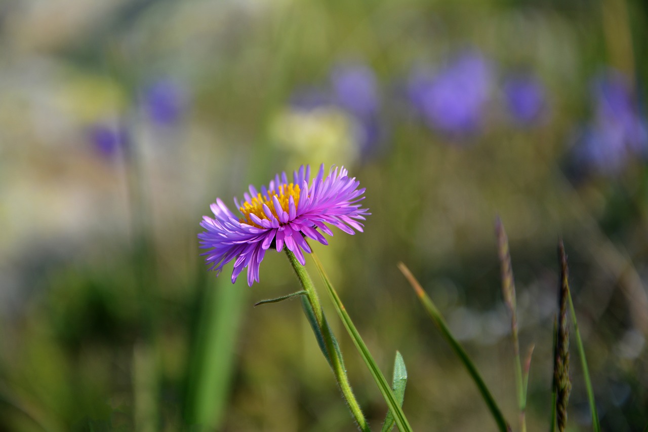 flower nature macro free photo