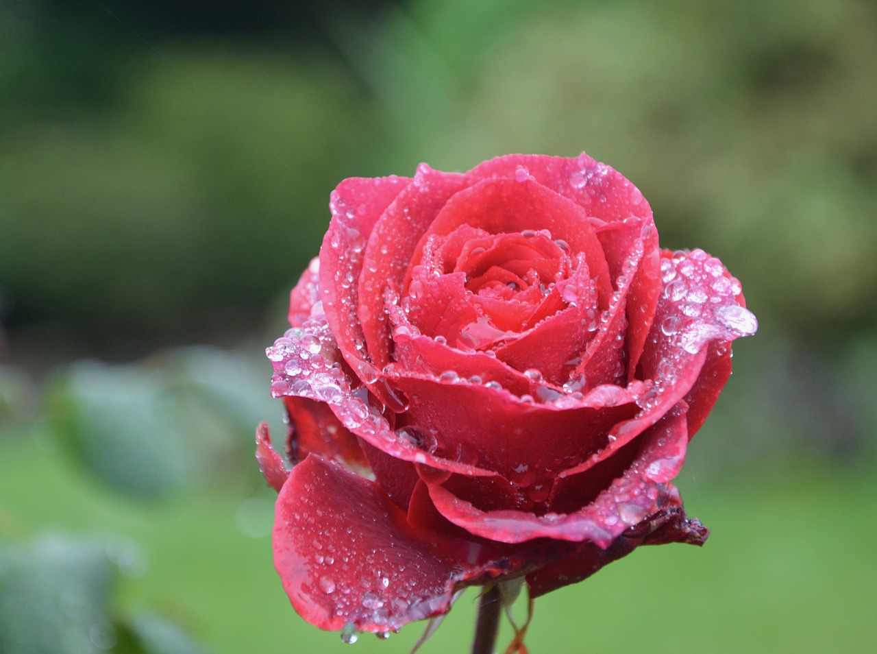 flower red rose droplets of rain free photo