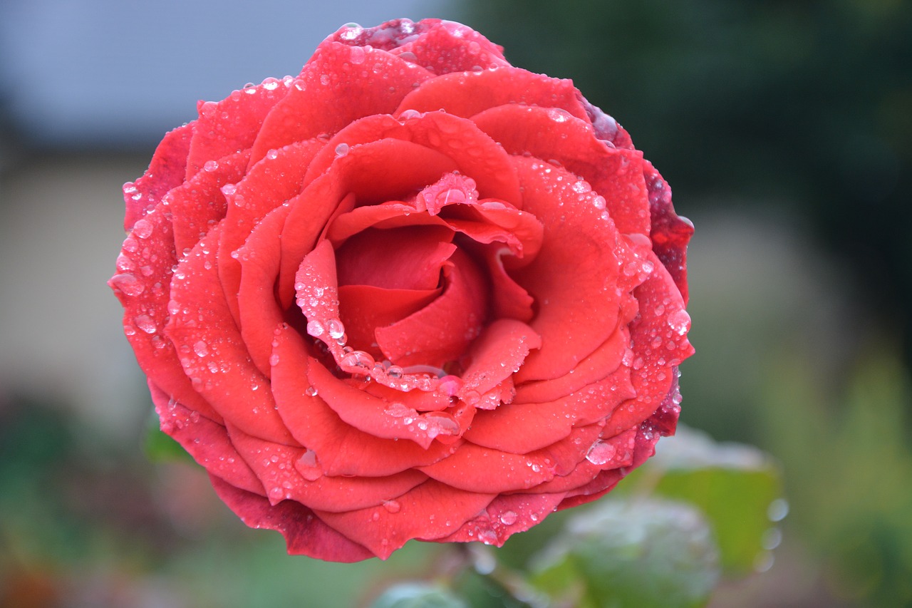 flower red rose droplets of water rain free photo