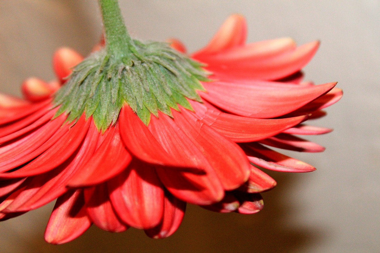 flower red petals floral free photo