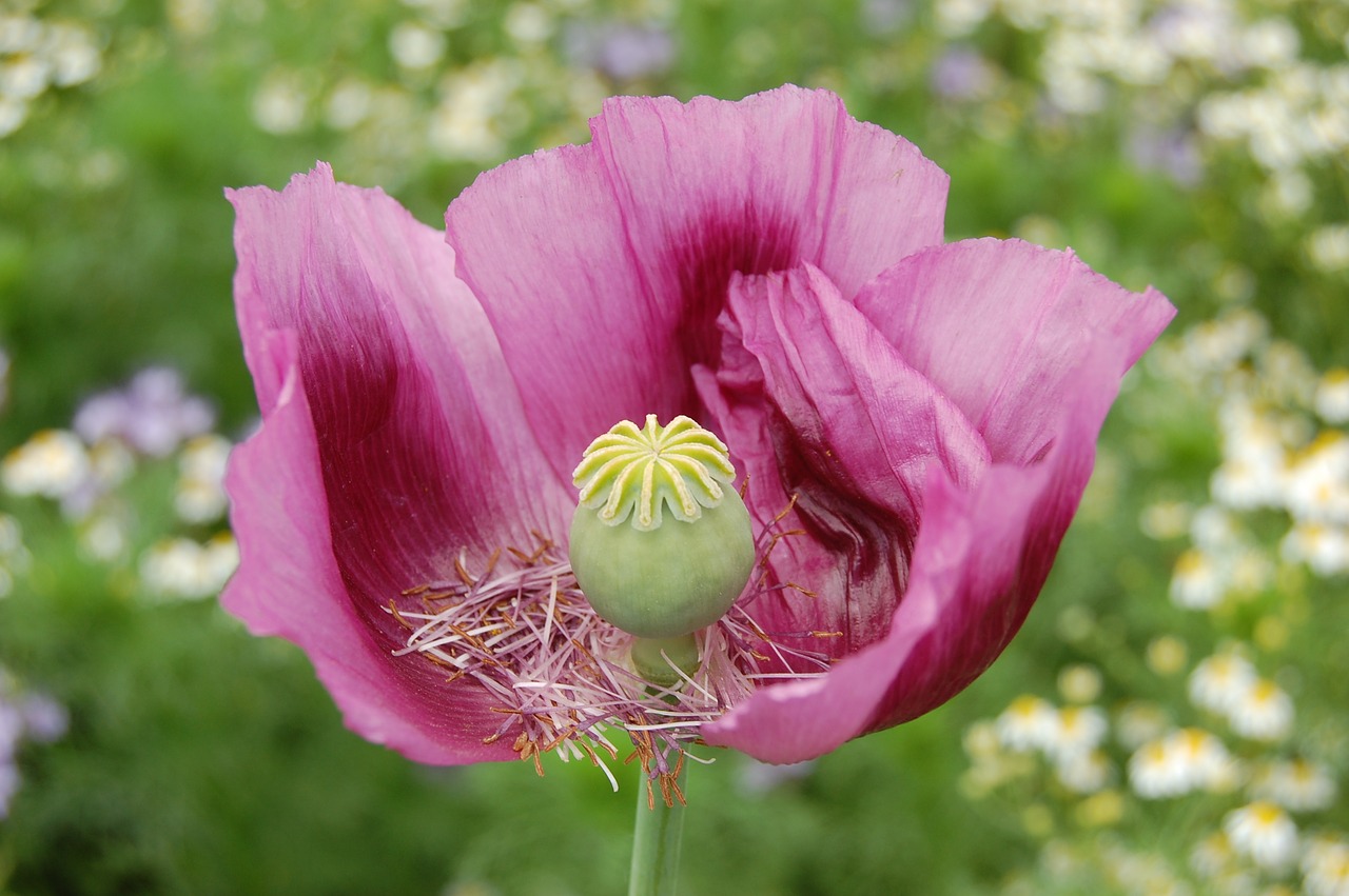 flower glaive pink blossoms free photo