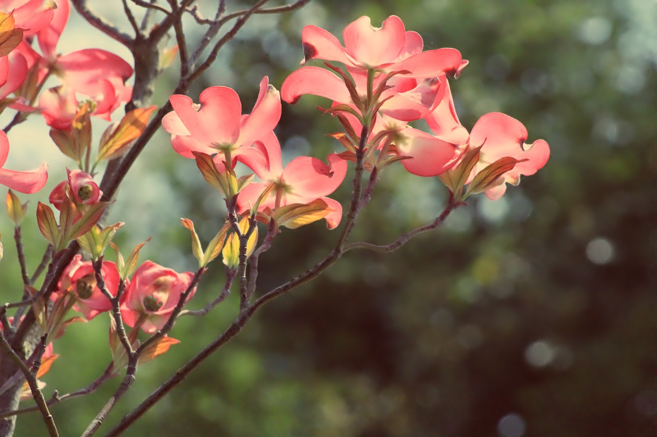 flower rosa color free photo