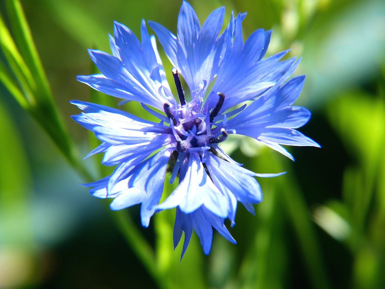 flower blue blue flower free photo