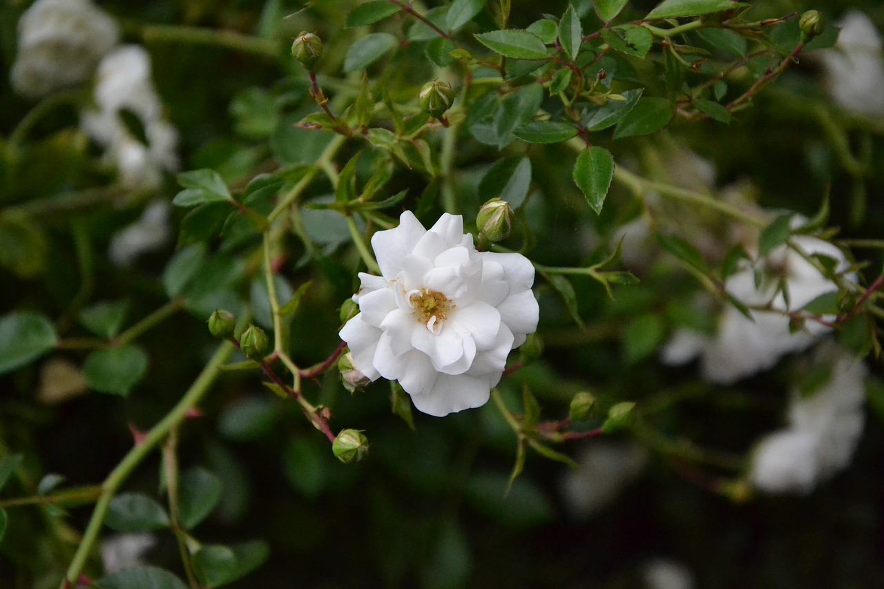 flower white green free photo