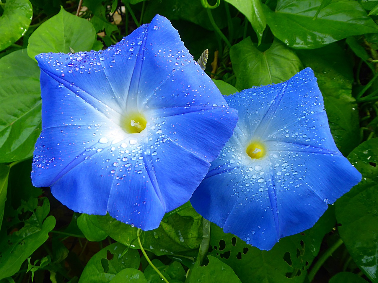 flower blue morning glory free photo