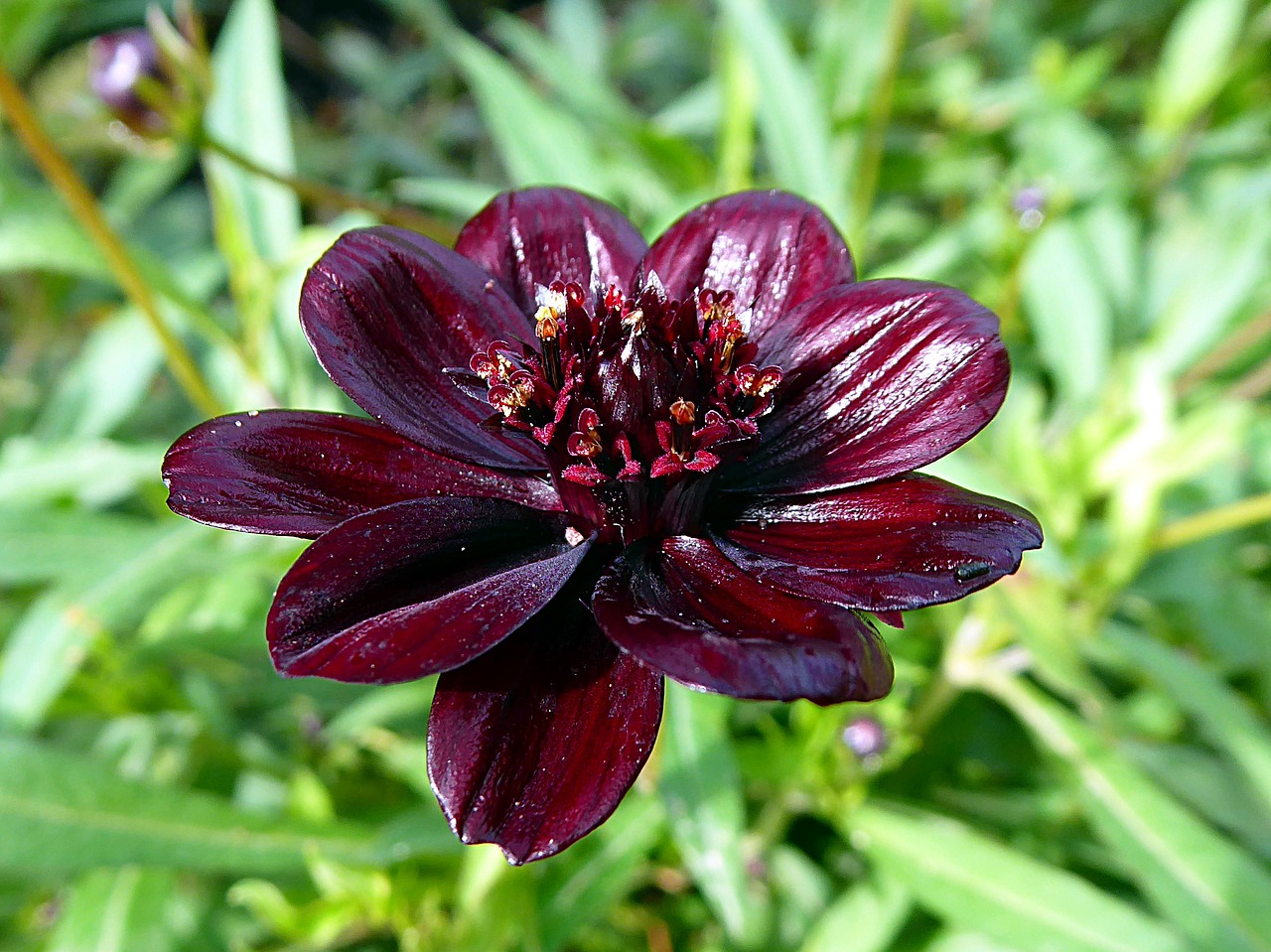 flower violet cosmos chocolate free photo