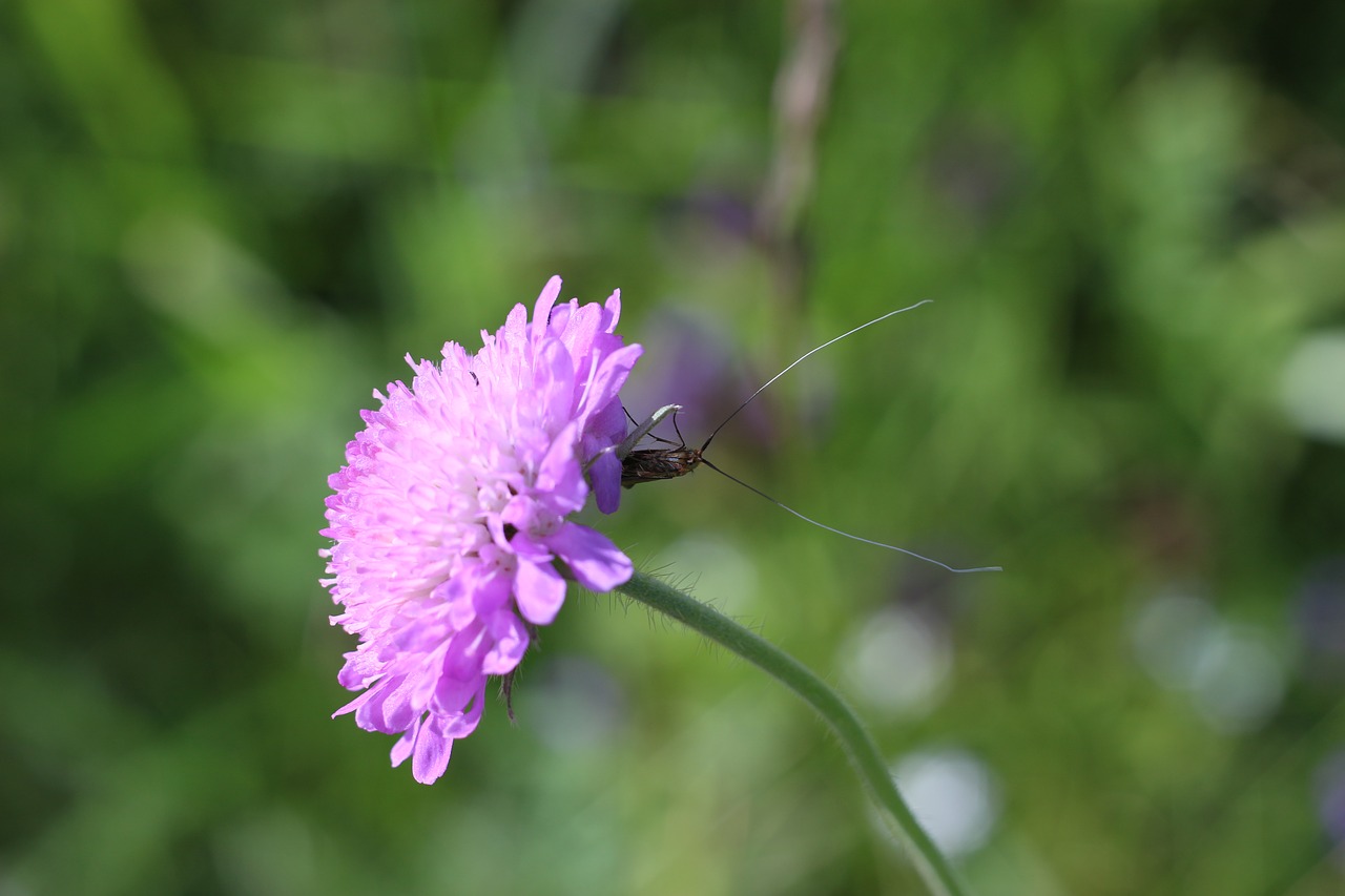 flower summer insect free photo