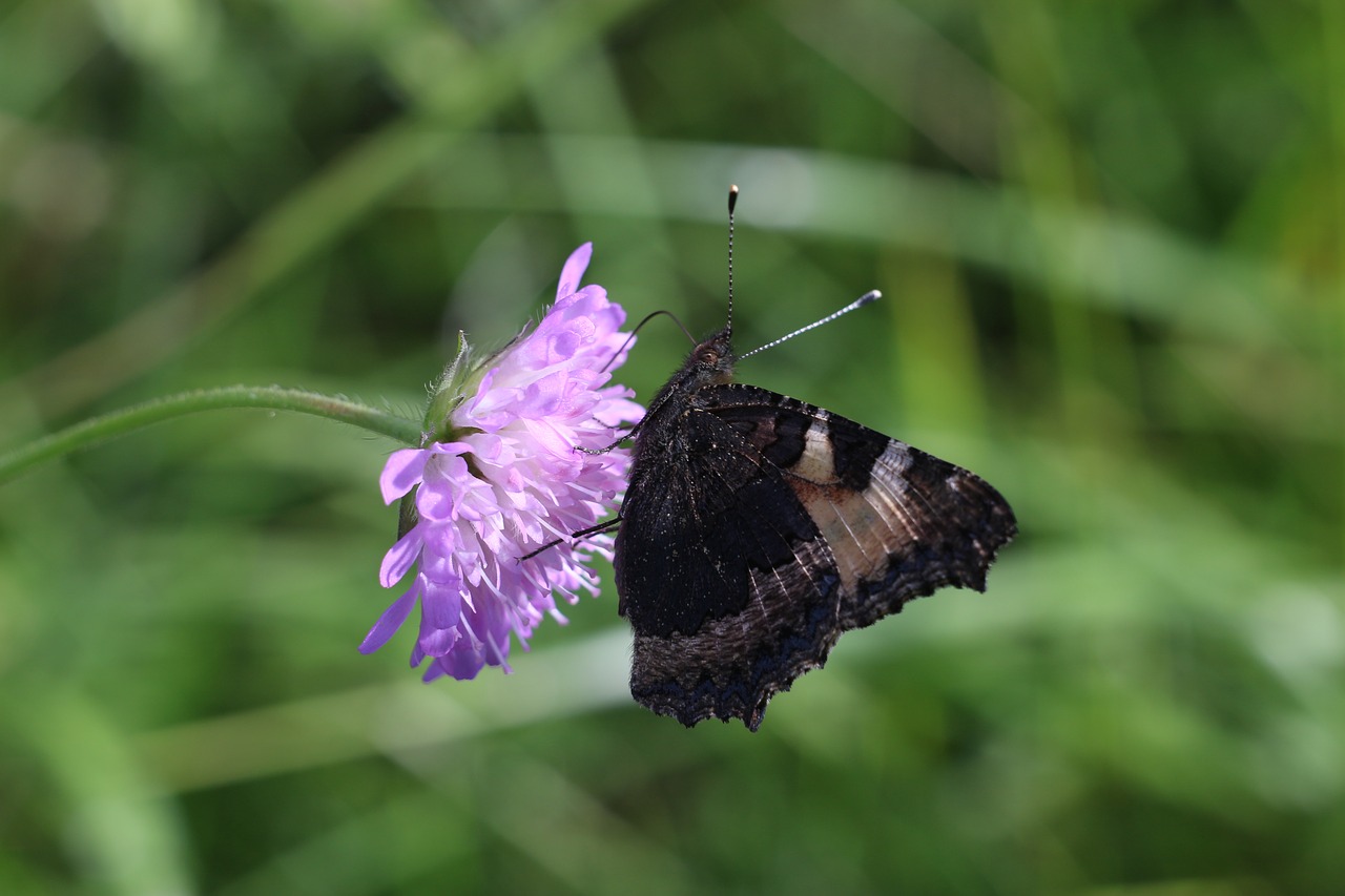 flower summer butterfly chocolate free photo