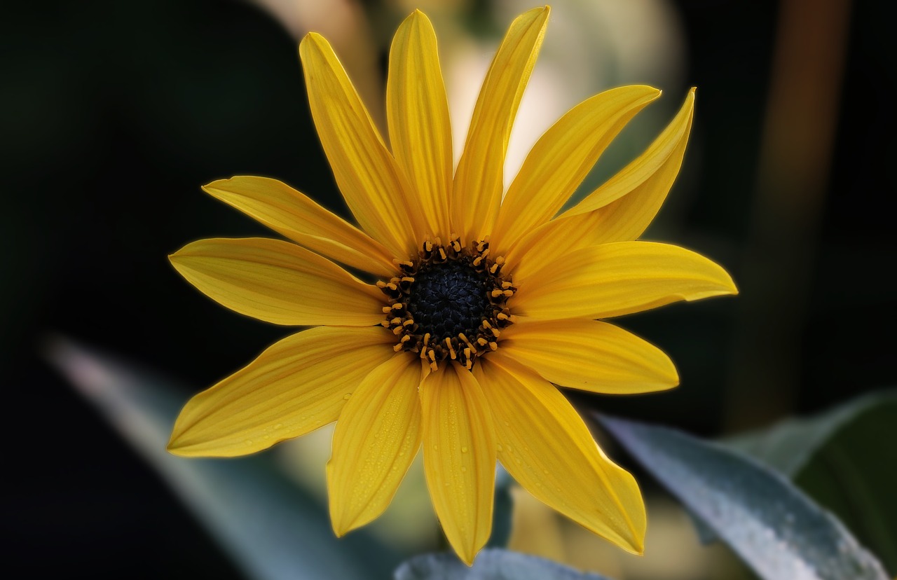 flower sun flower yellow free photo