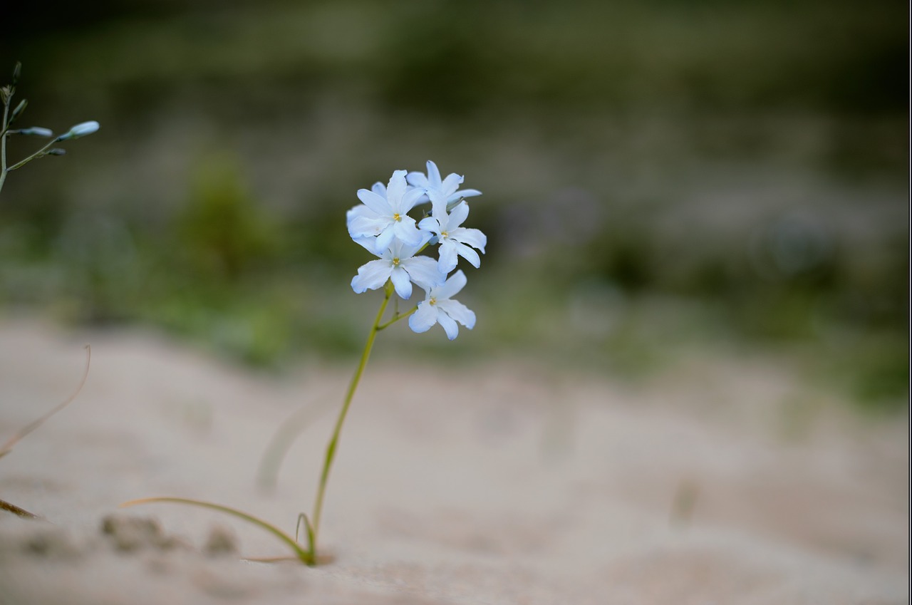 flower flowering desert petals free photo