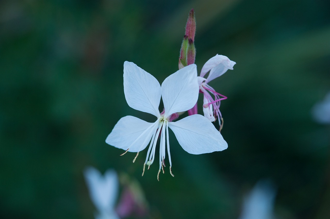 flower grasses blossom free photo