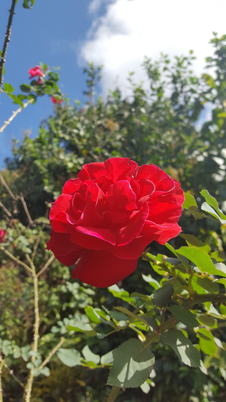 flower rose red free photo