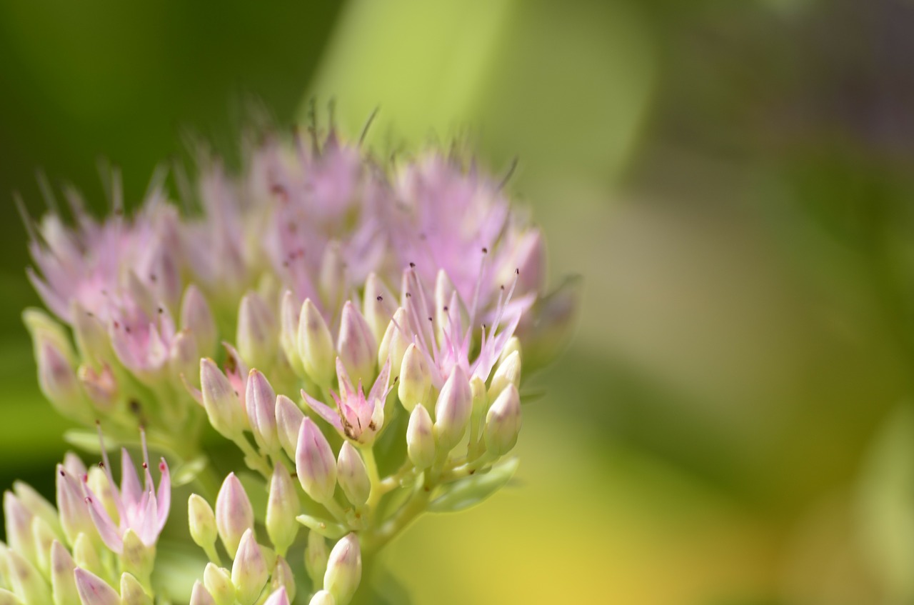 flower green macro free photo