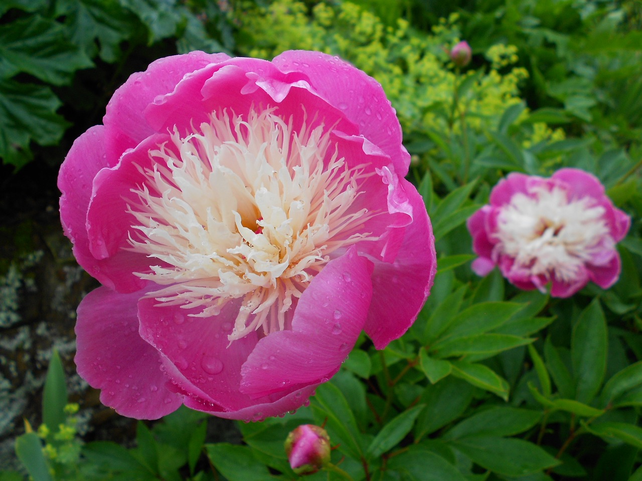 flower pink purple free photo