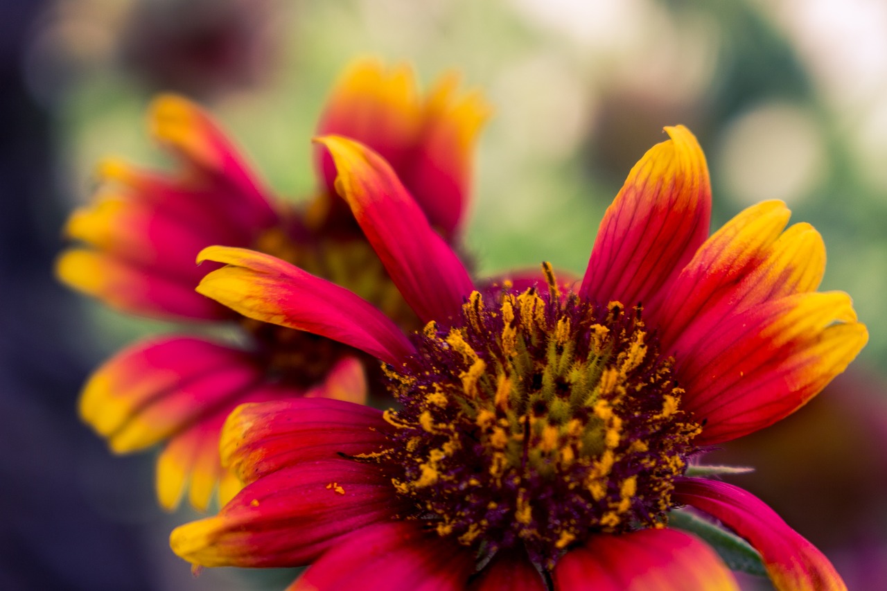 flower red orange free photo