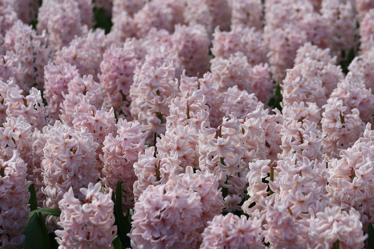 flower plant spring free photo