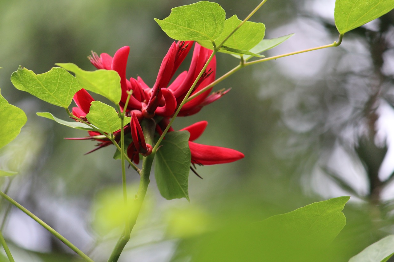 flower green nature free photo