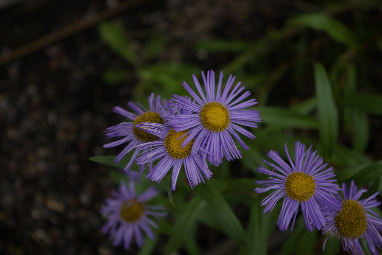 flower purple daisy free photo