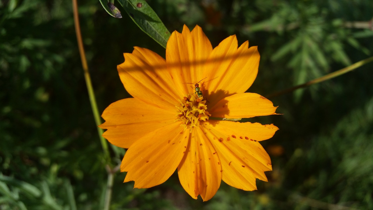 flower yellow bug free photo