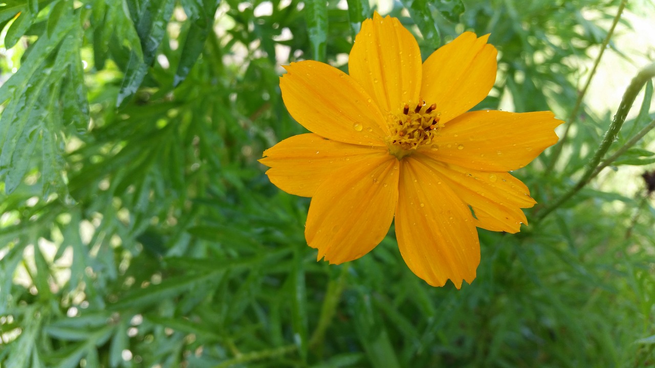 flower yellow water drops free photo