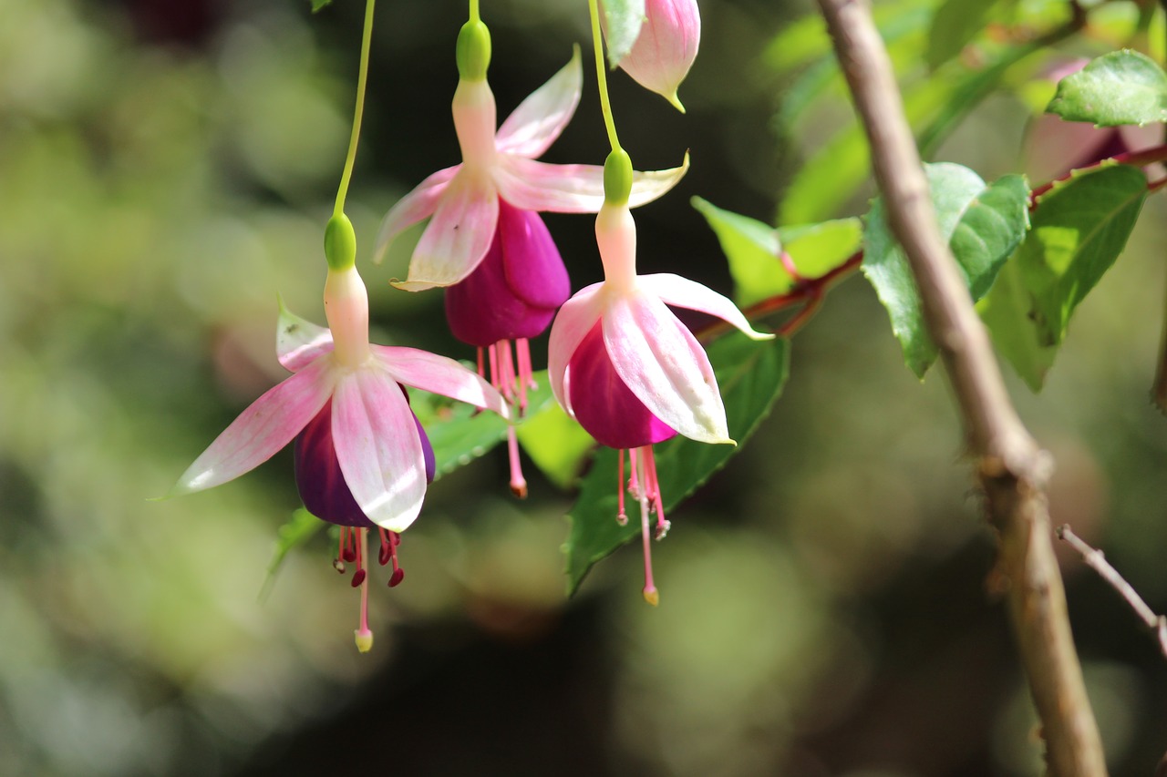 flower nature pink free photo