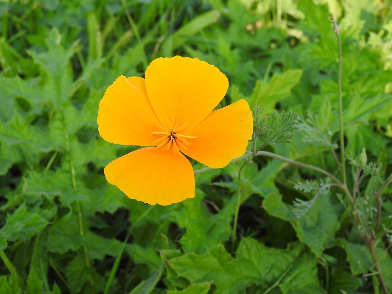 flower orange blossom free photo